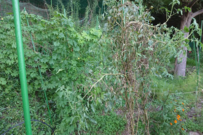 枯れた世界一トマト