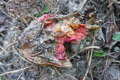 朽ちたトマトの実