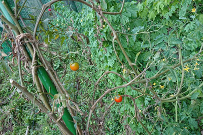 ステラミニトマト株の片付け