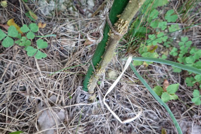 茎に根が生えたミニトマト