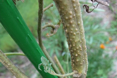 ゴツゴツしたミニトマトの茎
