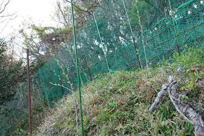 マルベリー新芽