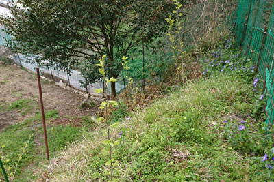 4月上旬のマルベリー