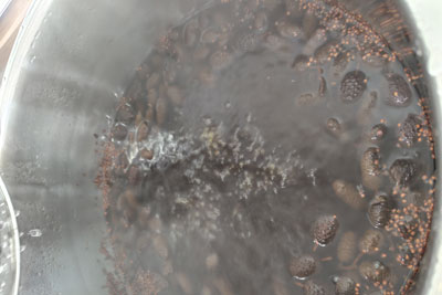 ヤシャブシ染液抽出