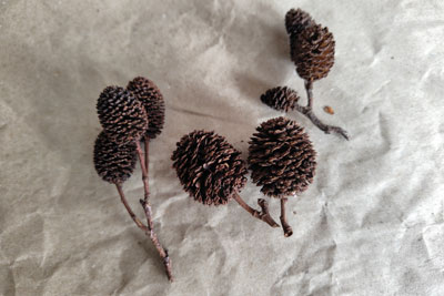 ヤシャブシの実