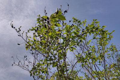 ヤシャブシの木