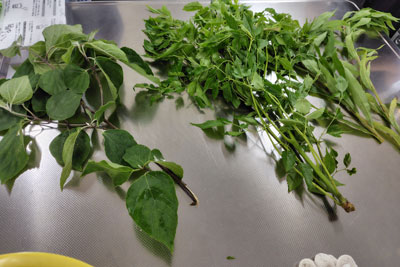 染料植物