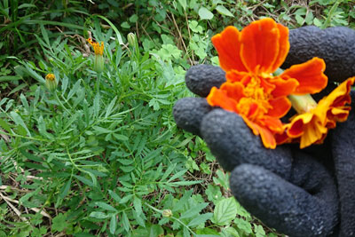 マリーゴールドのお花摘み取り