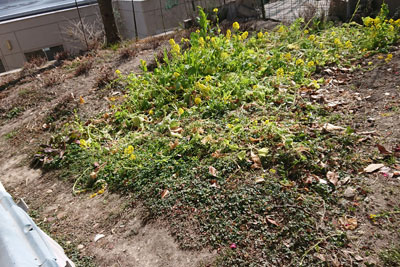 藍畑2月菜の花