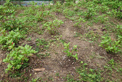 6月下旬の藍畑