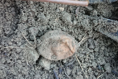 溶けた種芋