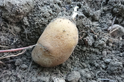 掘り起こした種芋